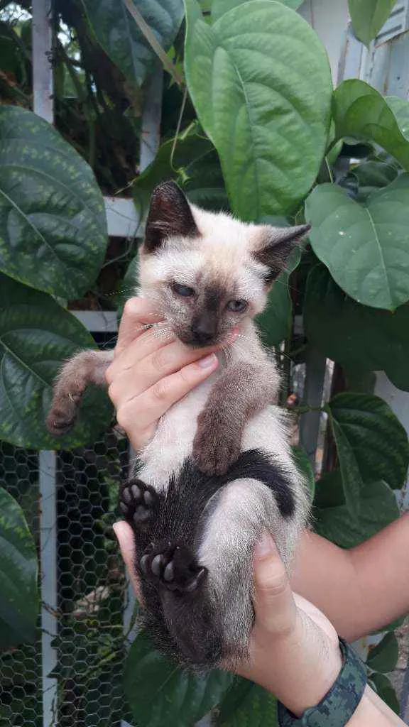 Gato ra a Srd idade Abaixo de 2 meses nome Gatinha 