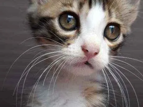 Gato ra a Sialata talvez  idade Abaixo de 2 meses nome Não tem nome