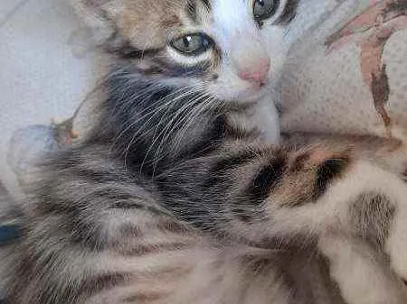 Gato ra a Sialata talvez  idade Abaixo de 2 meses nome Não tem nome