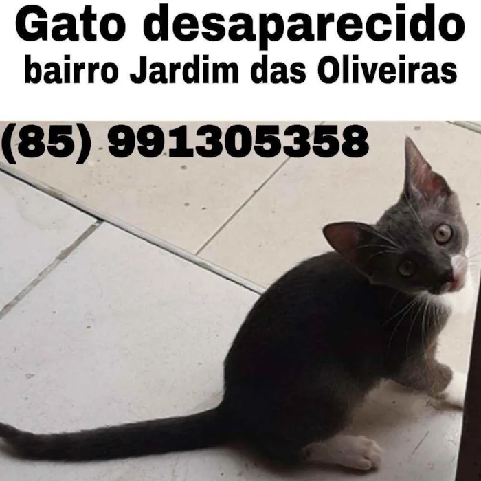 Gato ra a Sem raça dedinida idade 7 a 11 meses nome Tom