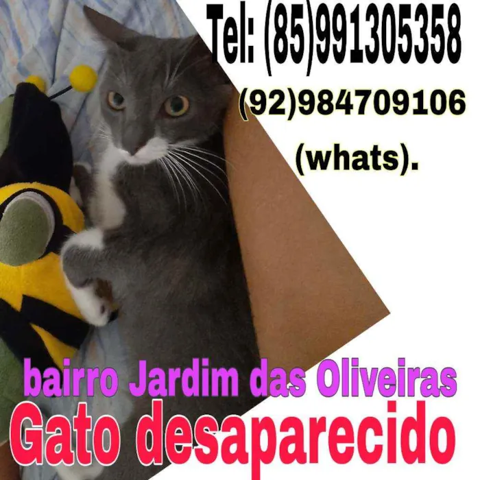 Gato ra a Sem raça dedinida idade 7 a 11 meses nome Tom