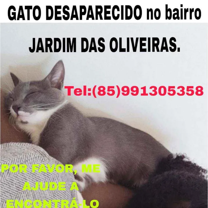 Gato ra a Sem raça dedinida idade 7 a 11 meses nome Tom