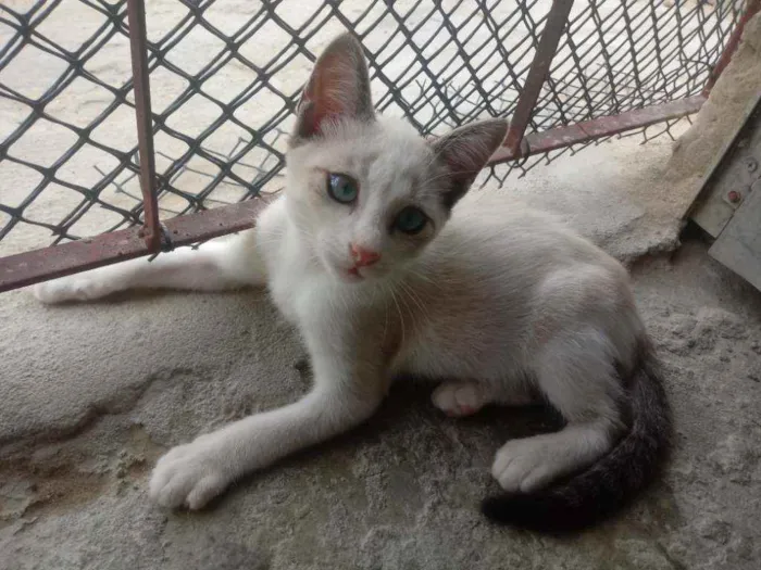 Gato raça Srd idade Abaixo de 2 meses nome Maik