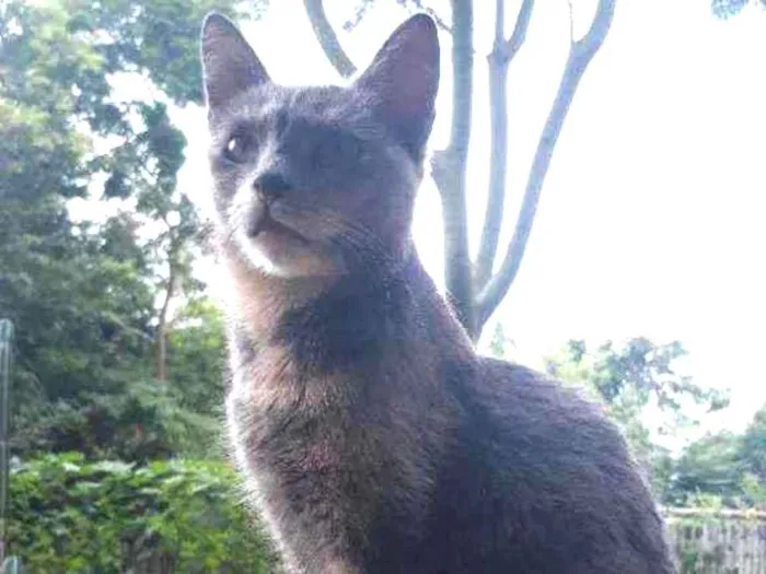 Gato ra a Srd idade 2 anos nome Mina