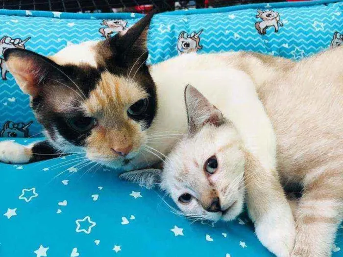 Gato raça  idade 2 a 6 meses nome Filhotes Cláudia 