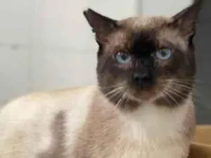 Gato raça Sianes  idade 6 ou mais anos nome Paulinho 