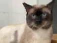 Gato raça Sianes  idade 6 ou mais anos nome Paulinho 