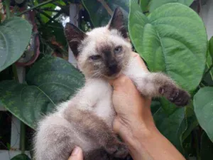 Gato raça Srd idade Abaixo de 2 meses nome Gatinha 