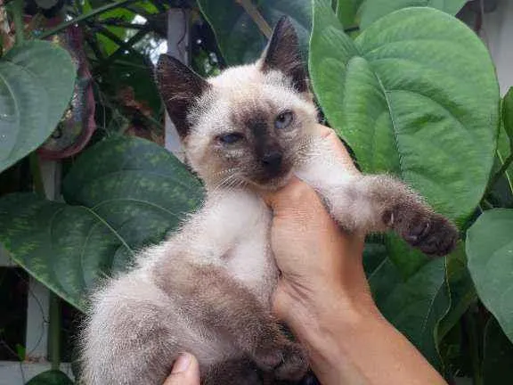 Gato ra a Srd idade Abaixo de 2 meses nome Gatinha 