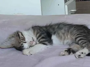 Gato ra a Sialata talvez  idade Abaixo de 2 meses nome Não tem nome