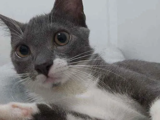 Gato ra a Sem raça dedinida idade 7 a 11 meses nome Tom