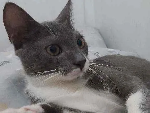 Gato ra a Sem raça dedinida idade 7 a 11 meses nome Tom