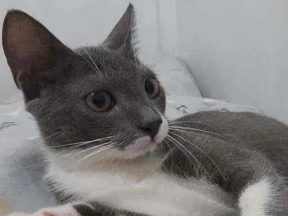 Gato ra a Sem raça dedinida idade 7 a 11 meses nome Tom