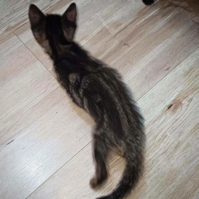 Gato ra a SRD idade 2 a 6 meses nome Maori