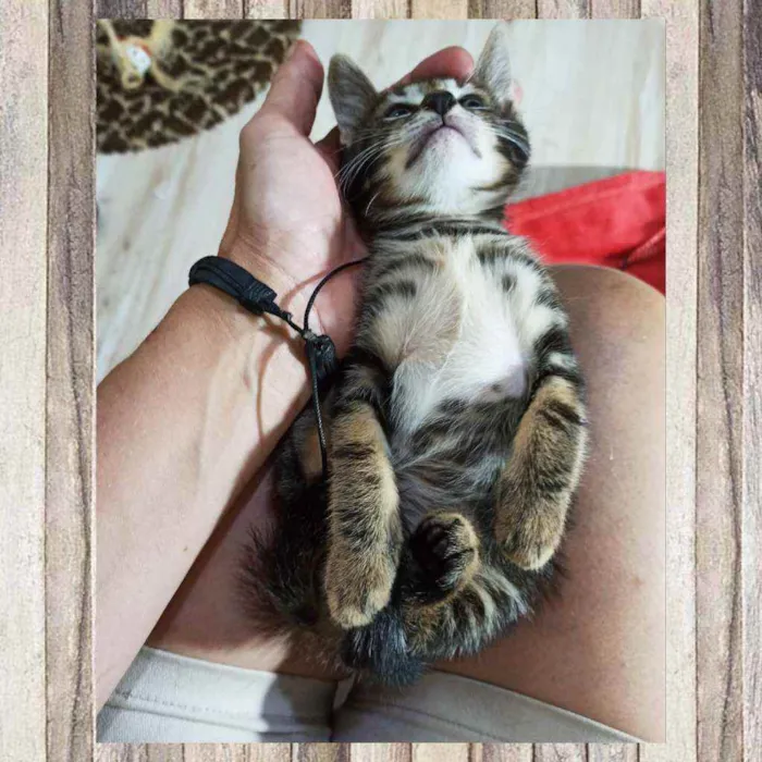 Gato ra a SRD idade 2 a 6 meses nome Maori