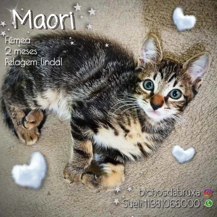 Gato ra a SRD idade 2 a 6 meses nome Maori