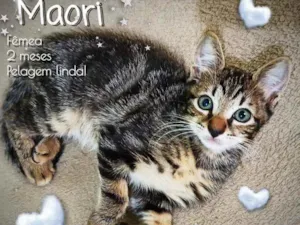 Gato raça SRD idade 2 a 6 meses nome Maori