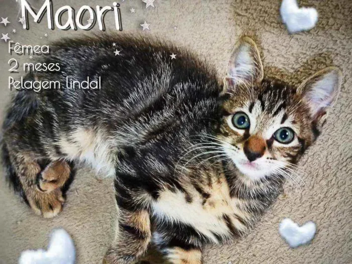 Gato ra a SRD idade 2 a 6 meses nome Maori