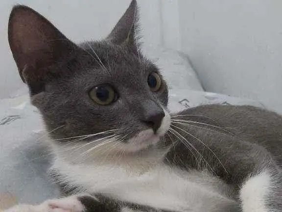 Gato ra a Sem raça dedinida idade 7 a 11 meses nome Tom