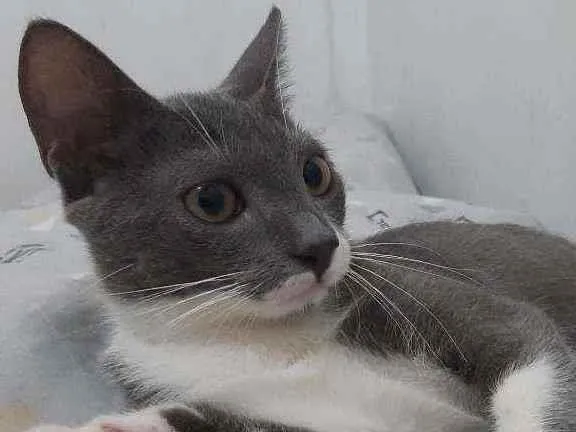 Gato ra a Sem raça dedinida idade 7 a 11 meses nome Tom