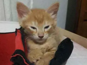 Gato raça  idade Abaixo de 2 meses nome Sem nome