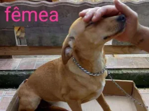 Cachorro raça mix idade 7 a 11 meses nome Jack