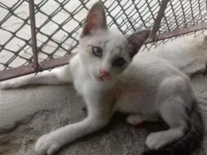 Gato raça Srd idade Abaixo de 2 meses nome Maik