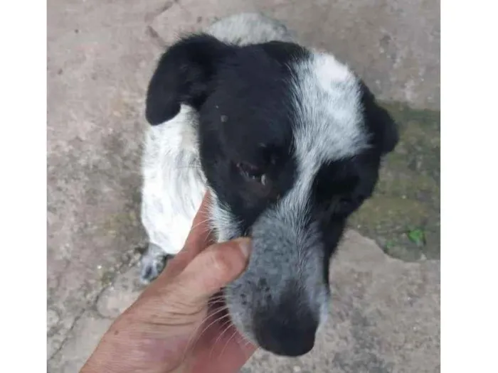 Cachorro raça MIX idade 1 ano nome MIUCHA 