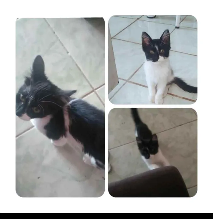 Gato ra a SRD idade 2 a 6 meses nome Frajola