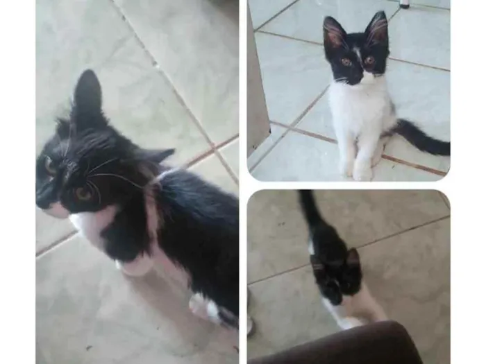 Gato ra a SRD idade 2 a 6 meses nome Frajola