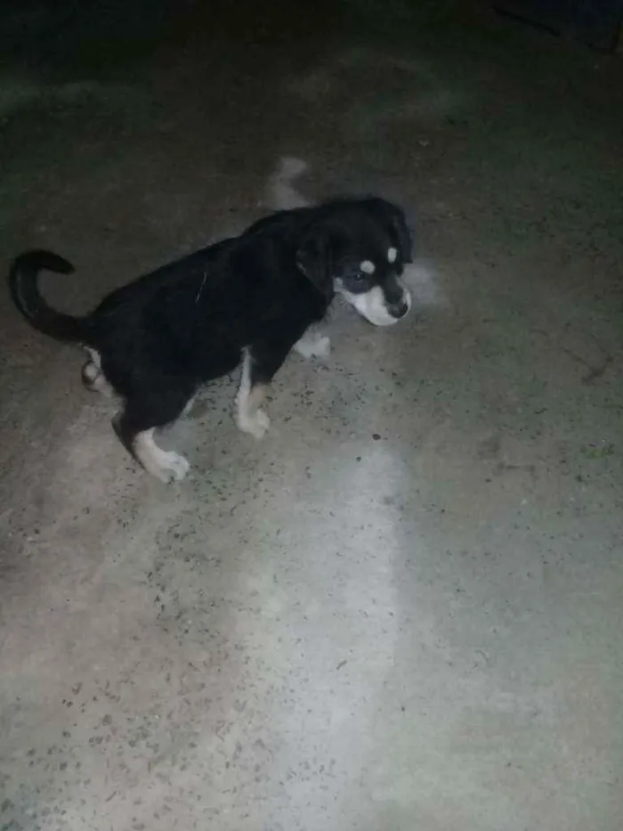 Cachorro raça Fila idade 2 a 6 meses nome Arnold