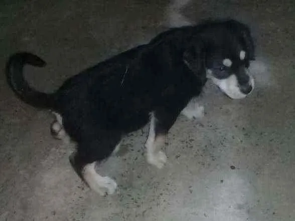 Cachorro raça Fila idade 2 a 6 meses nome Arnold