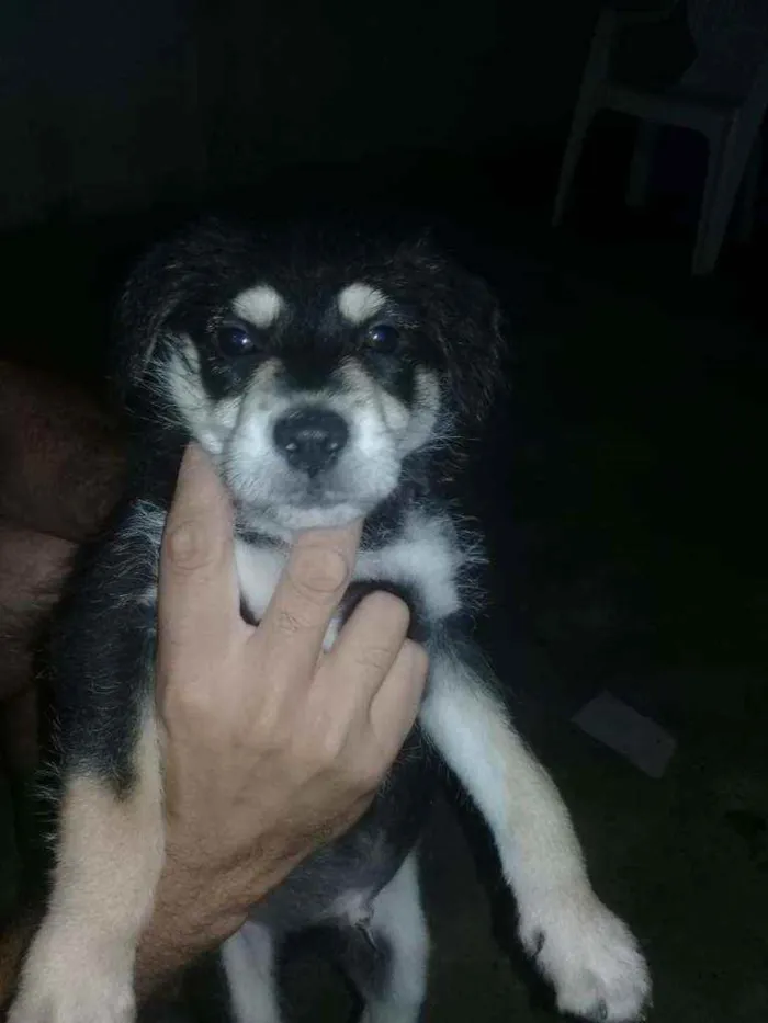 Cachorro raça Fila idade 2 a 6 meses nome Arnold