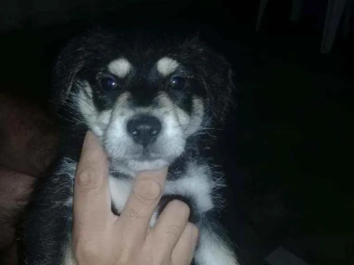 Cachorro raça Fila idade 2 a 6 meses nome Arnold