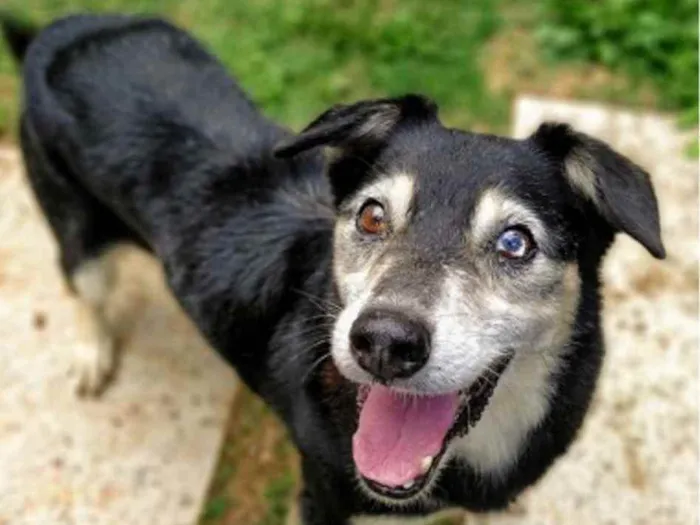 Cachorro raça Vira lata  idade 6 ou mais anos nome Kenzo 