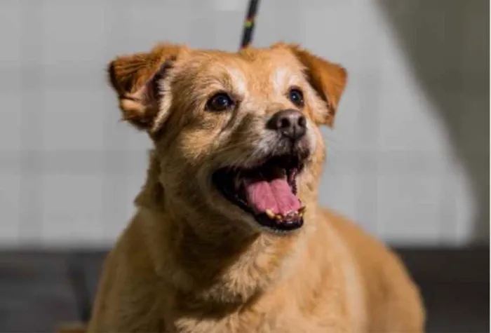 Cachorro raça Vira lata  idade 6 ou mais anos nome Charles 