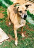 Cachorro raça Vira lata  idade 6 ou mais anos nome Bartolomeu 
