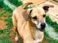 Cachorro raça Vira lata  idade 6 ou mais anos nome Bartolomeu 