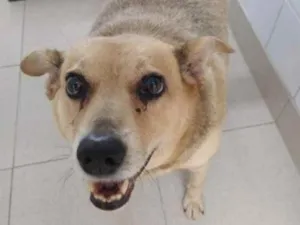 Cachorro raça Vira lata  idade 6 ou mais anos nome Gustavinho 