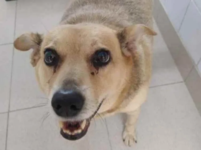 Cachorro raça Vira lata  idade 6 ou mais anos nome Gustavinho 