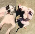 Cachorro raça Mestiço boxer  idade 5 anos nome Castor 