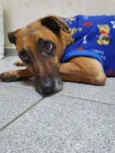 Cachorro raça Vira lata  idade 6 ou mais anos nome Dino 