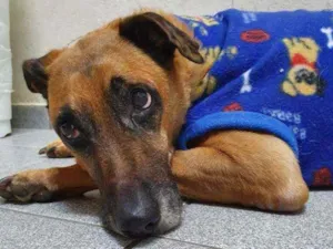 Cachorro raça Vira lata  idade 6 ou mais anos nome Dino 
