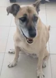 Cachorro raça Vira lata  idade 6 ou mais anos nome Carla 