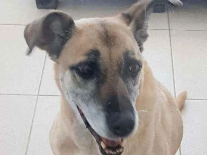 Cachorro raça Vira lata  idade 6 ou mais anos nome Carla 