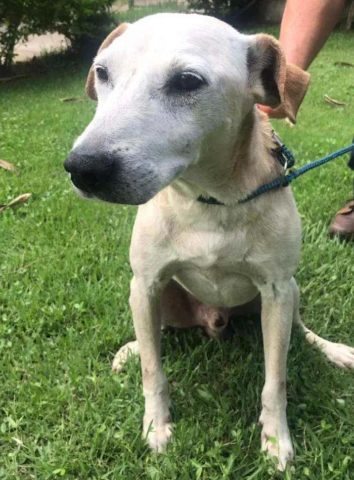 Cachorro raça Vira lata  idade 2 anos nome Branquinho 