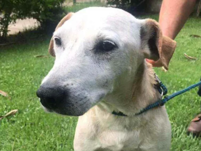 Cachorro raça Vira lata  idade 2 anos nome Branquinho 