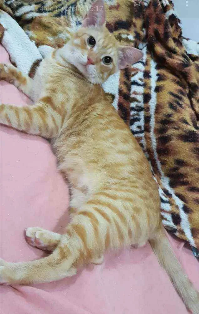 Gato ra a SRD idade 1 ano nome Caramelo