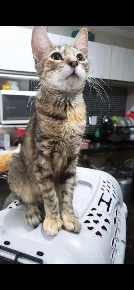 Gato ra a SRD idade 2 a 6 meses nome Rajadinha