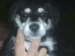 Cachorro raça Fila idade 2 a 6 meses nome Arnold